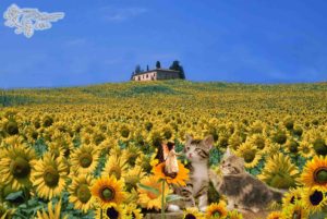 向日葵🌻「憧れ」「あなただけを見つめる」